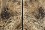 Polished Petrified Featherwood Bookends - Arizona #231786-2